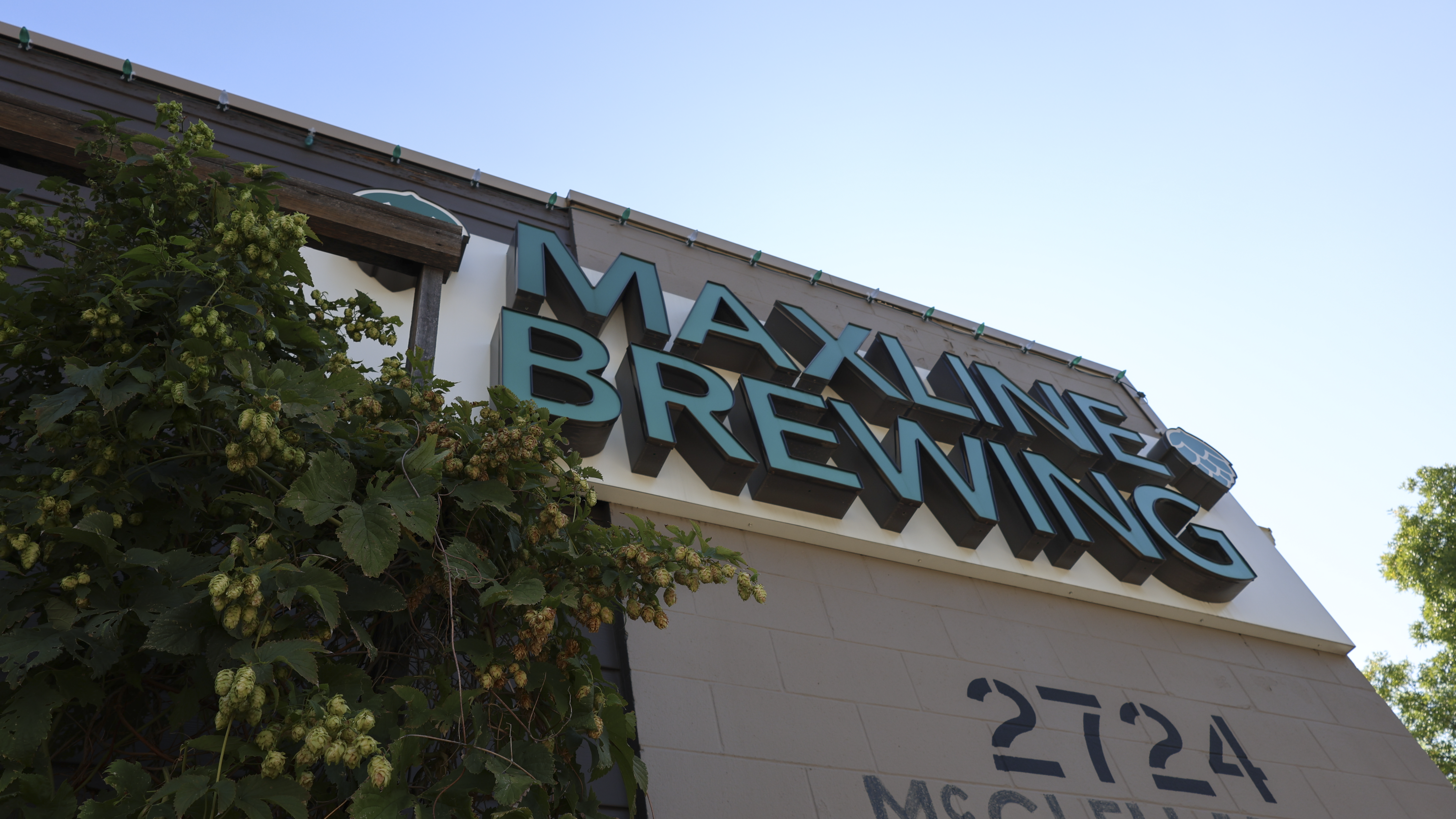 Maxline Brewing Sign with Hops and Address