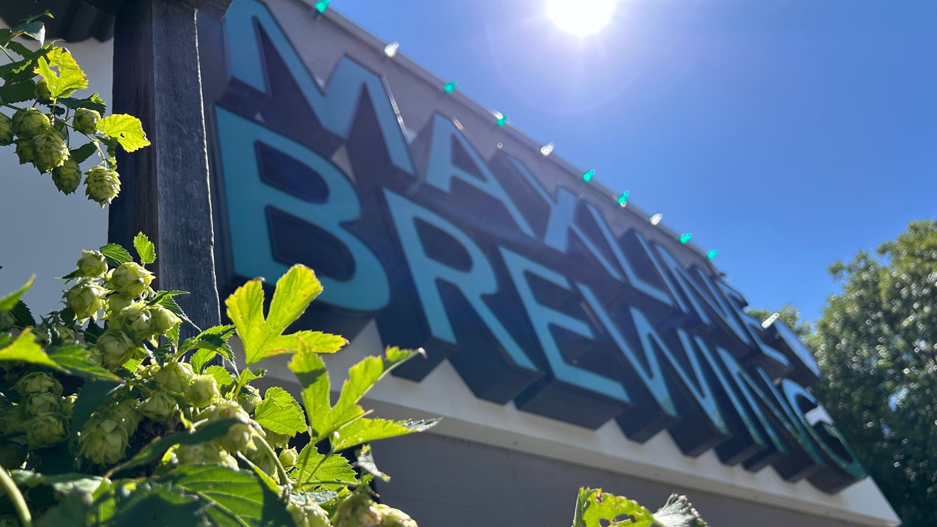 Maxline Brewing Sign with Hops Maxline Brewing Sign with growing hops