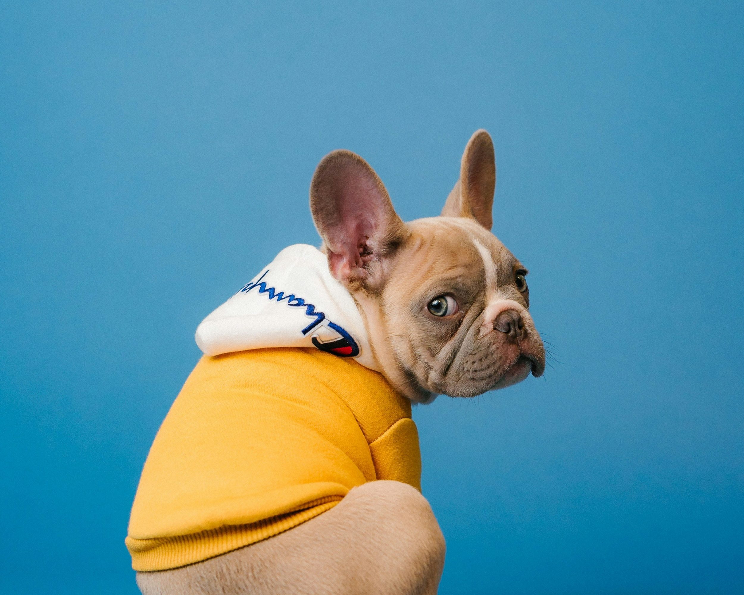 frenchie club meeting french bulldog