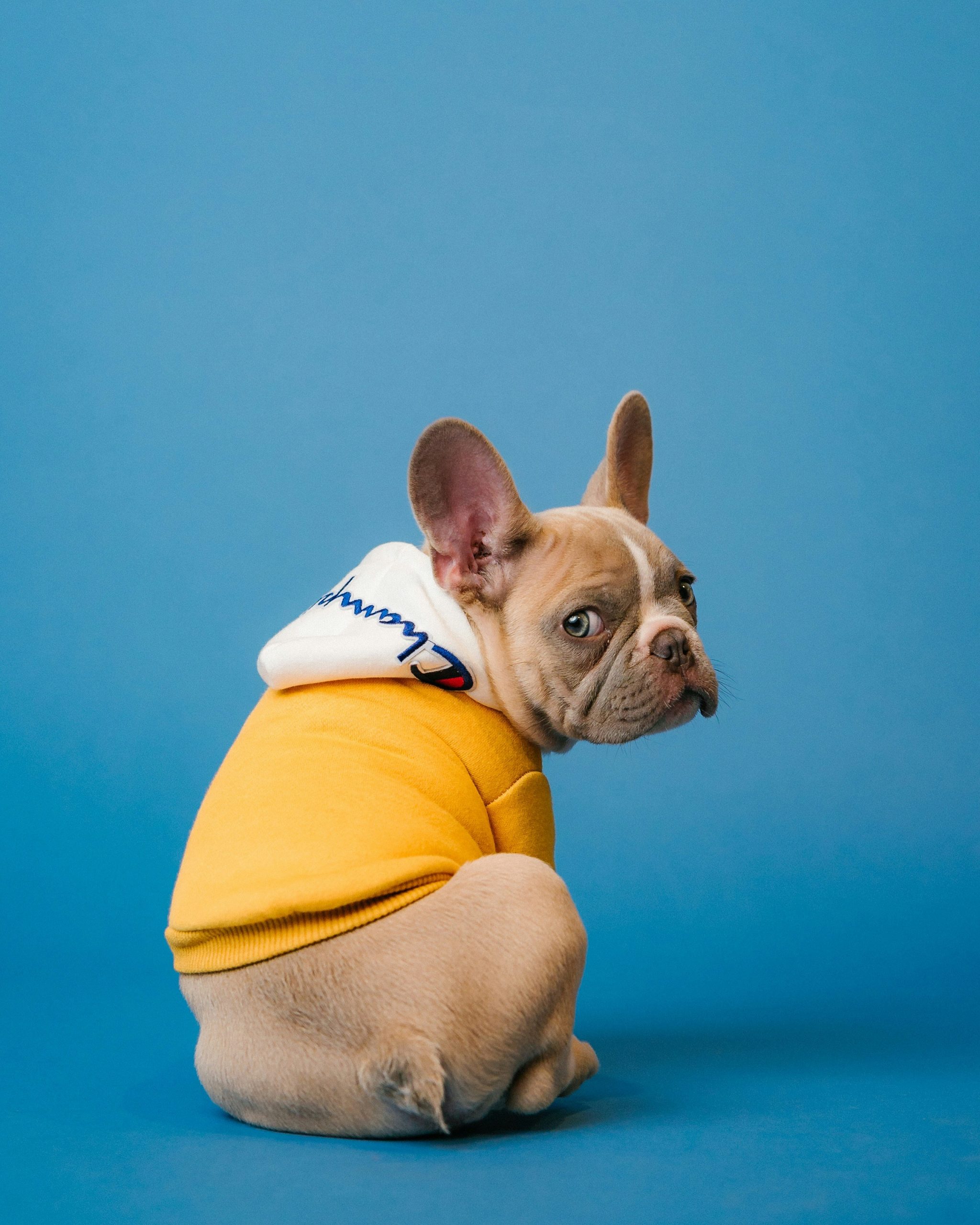 Frenchie Club